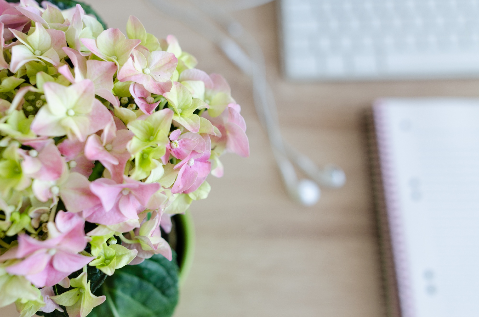 Canva - My Workplace with Fresh Flowers